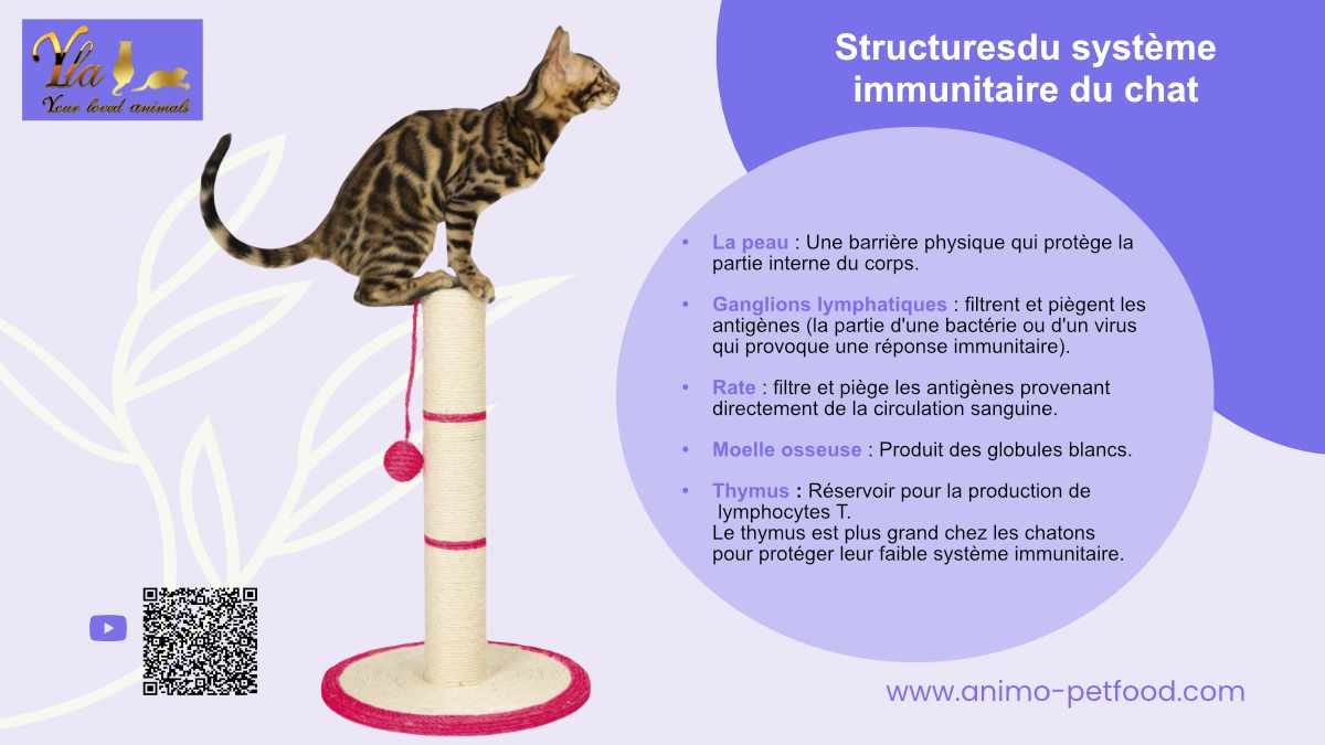 systeme-immunitaire-des-chats-et-allergies